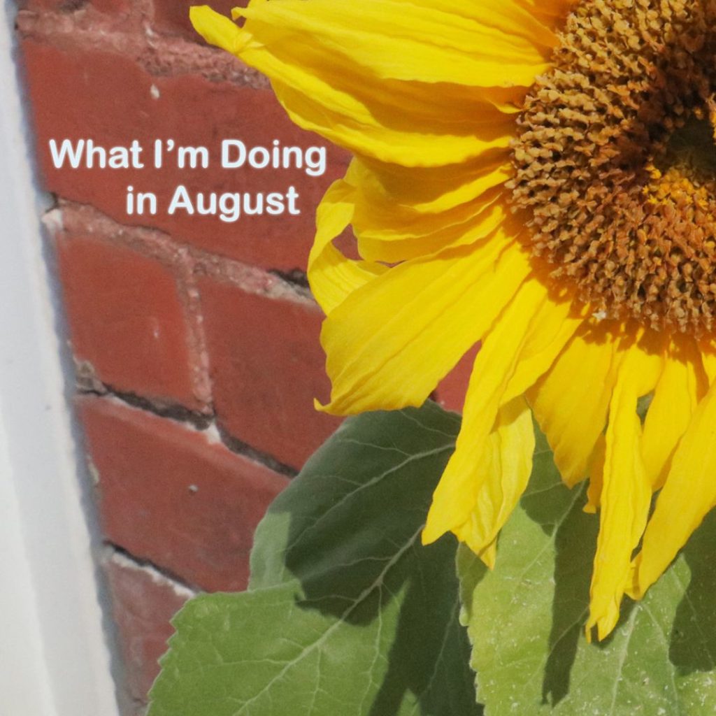 A close cropped image of a bright sunflower against a red brick wall. The words "What' I'm Doing in August" are present in the top left corner in a white font.