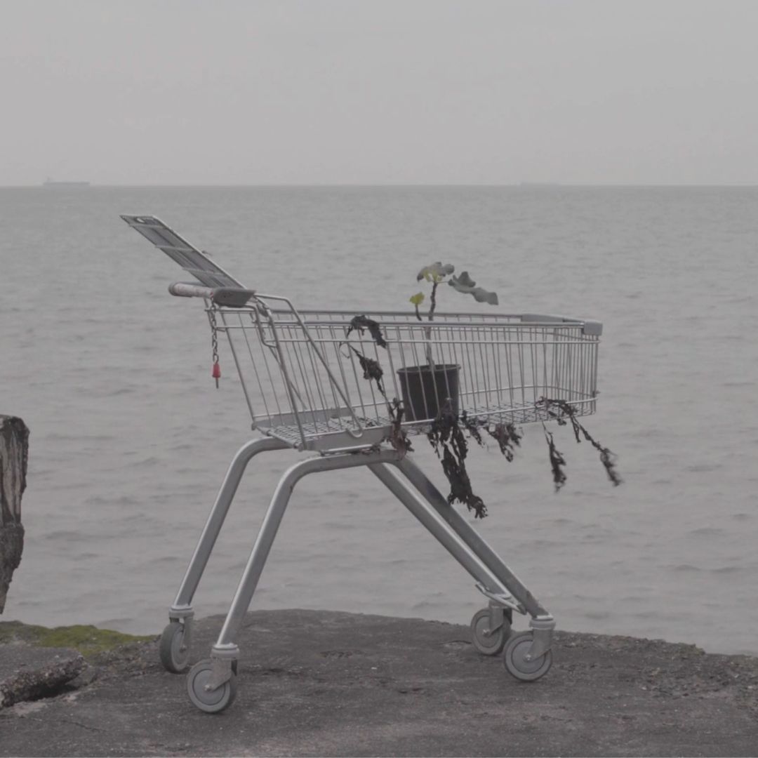 A shopping trolley with a small fig tree inside it next to the sea.