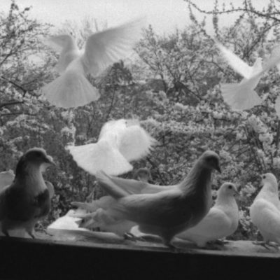 A black and white image of doves. Some are perched and some are in mid flight.