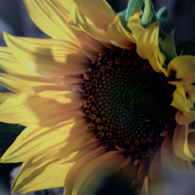 A close cropped image of a bright sunflower against a dark background.
